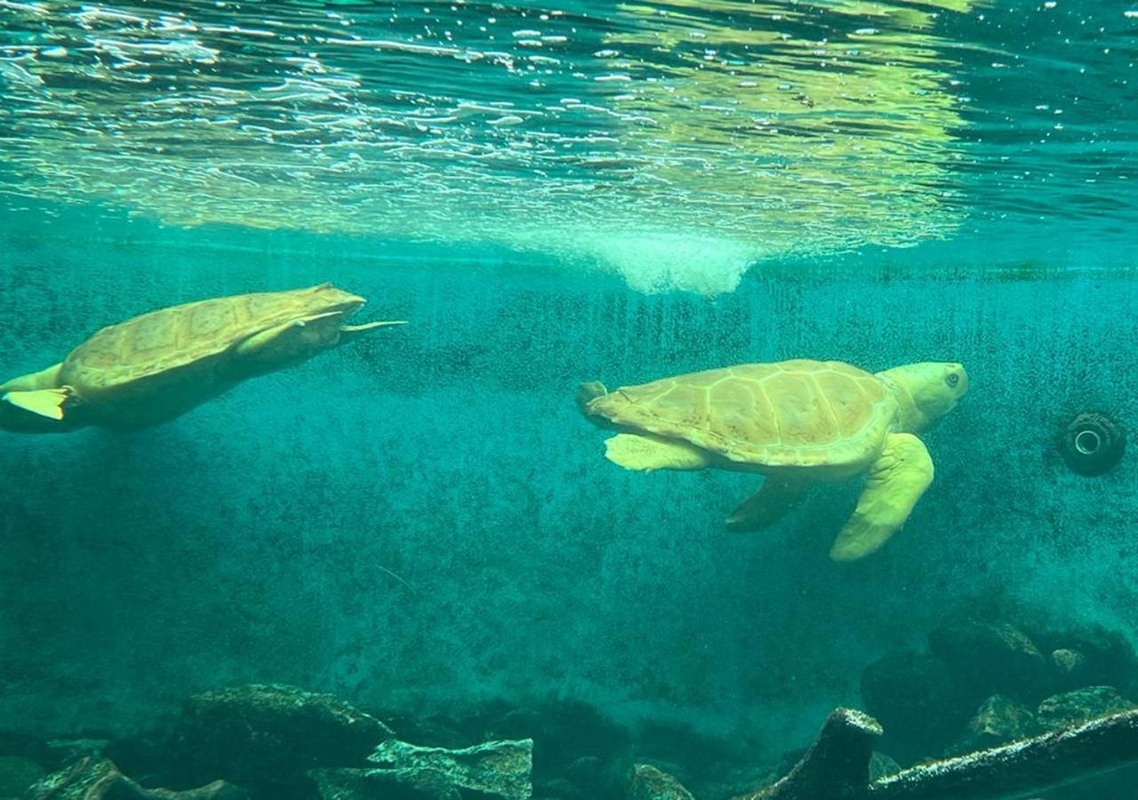 Apto Diferenciado Em Ubatuba Dış mekan fotoğraf
